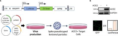 SARS CoV-2 Nucleoprotein Enhances the Infectivity of Lentiviral Spike Particles